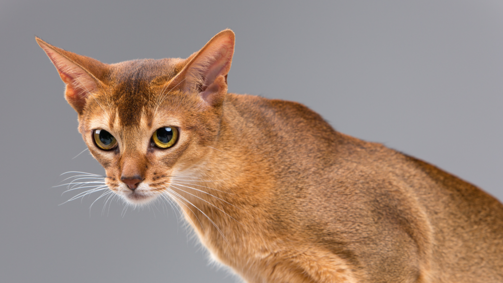 abyssinian cat