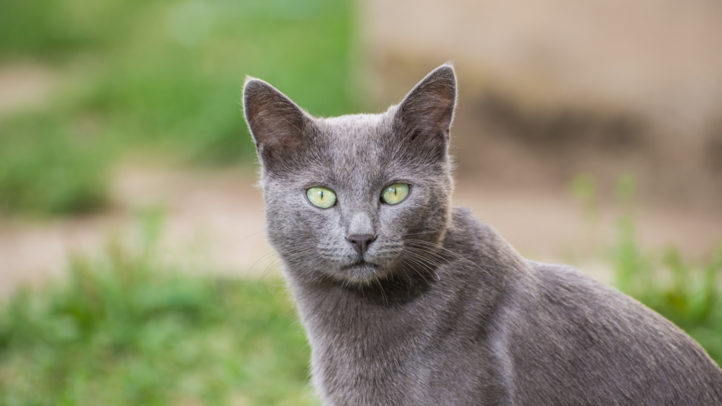 Russian Blue Cat Food