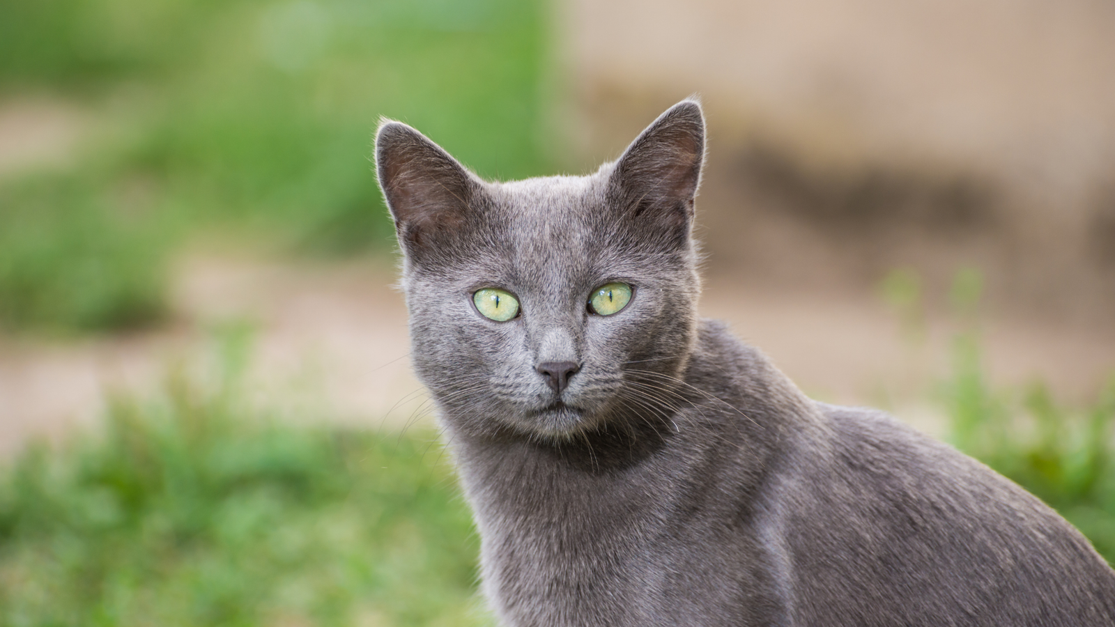 Best Russian Blue Cat Food In 2023