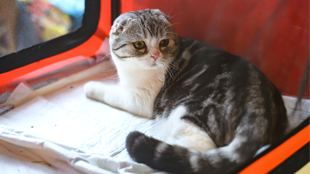 Best Food For Scottish Fold Cat 