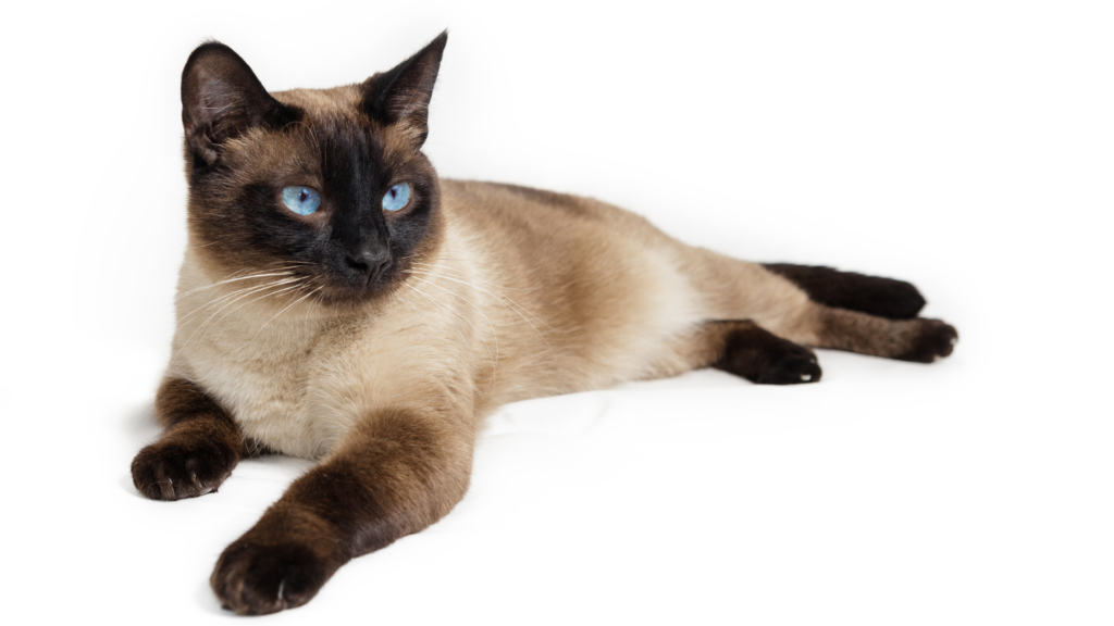 best cat food for siamese