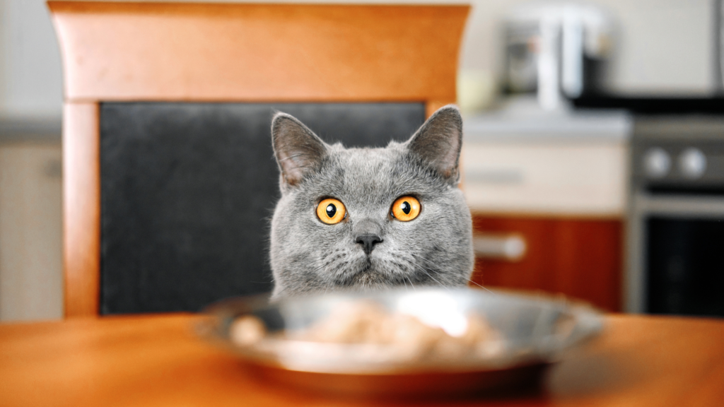 best cat foods for urinary tract health