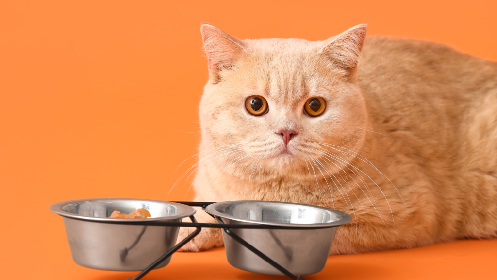 cat food for sensitive stomach