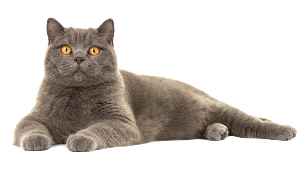 british shorthair