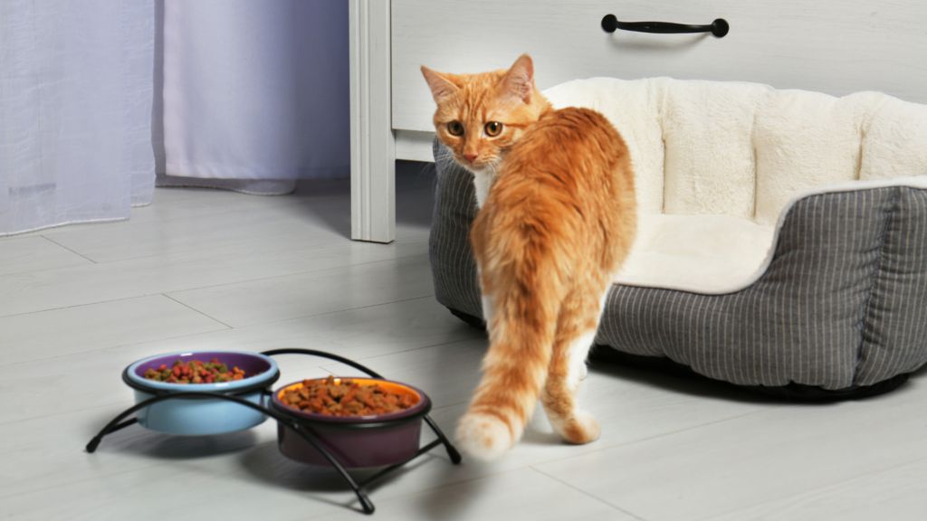 cat food for kidney disease