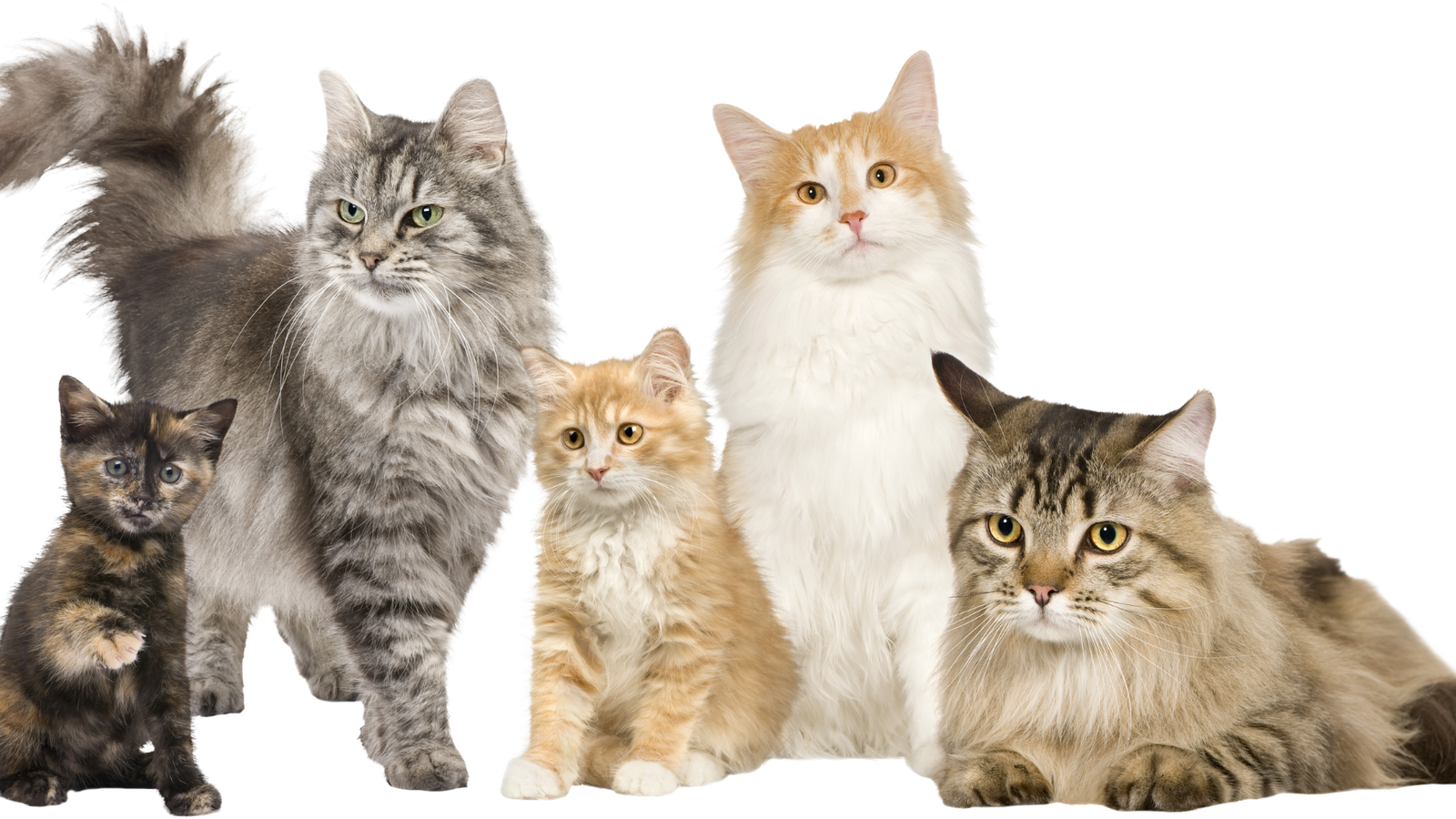 best-cat-food-by-breeds-in-2024