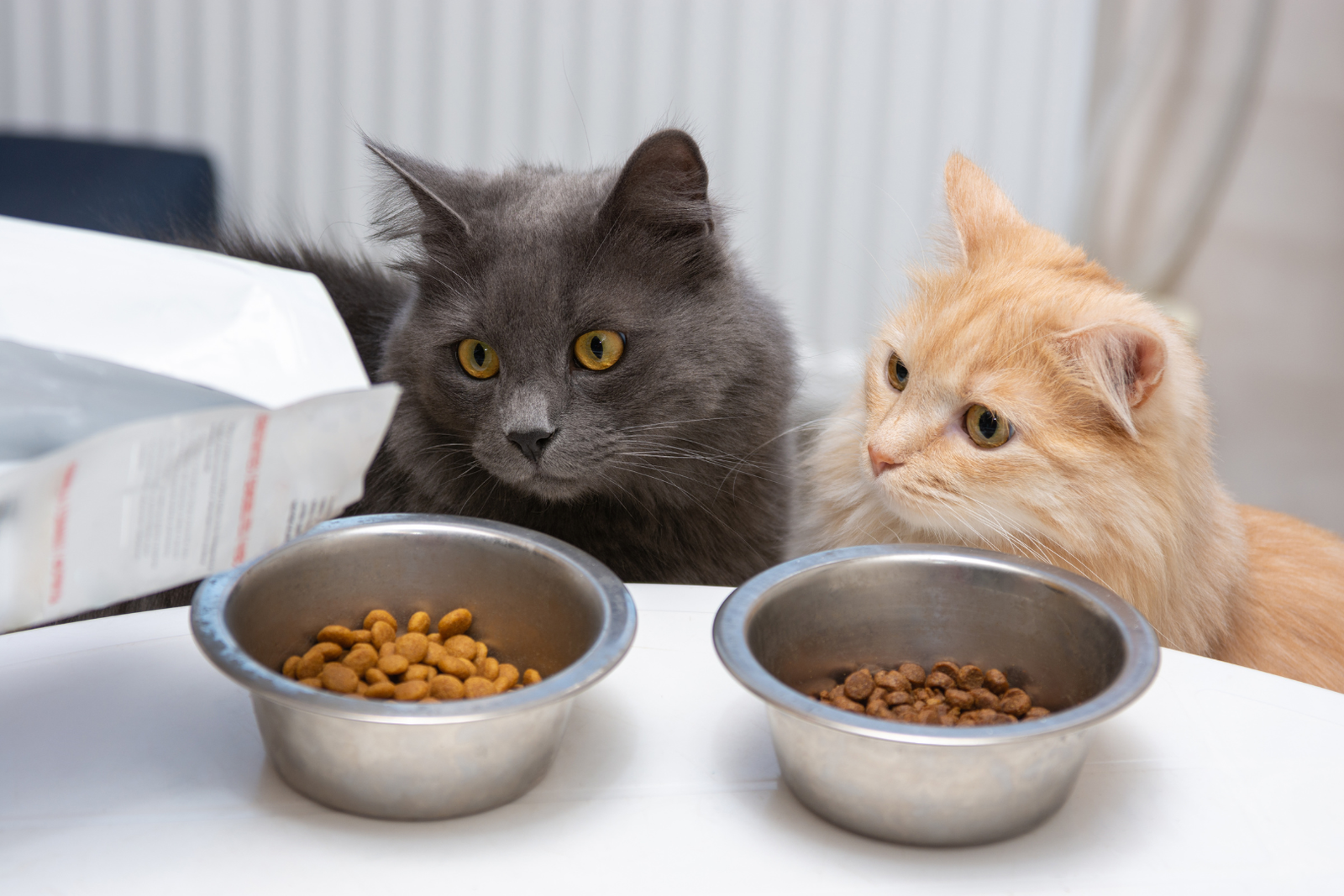 Cat Food Comparison In 2024