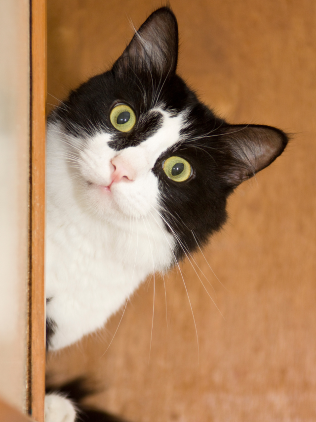 The Raw Truth about Feeding Your Cat a RAW Diet