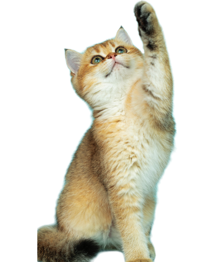 The Truth About Cats Eating Human Food