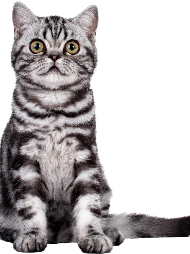 Why Your Chocolate Could Be Deadly for Your Cat ?