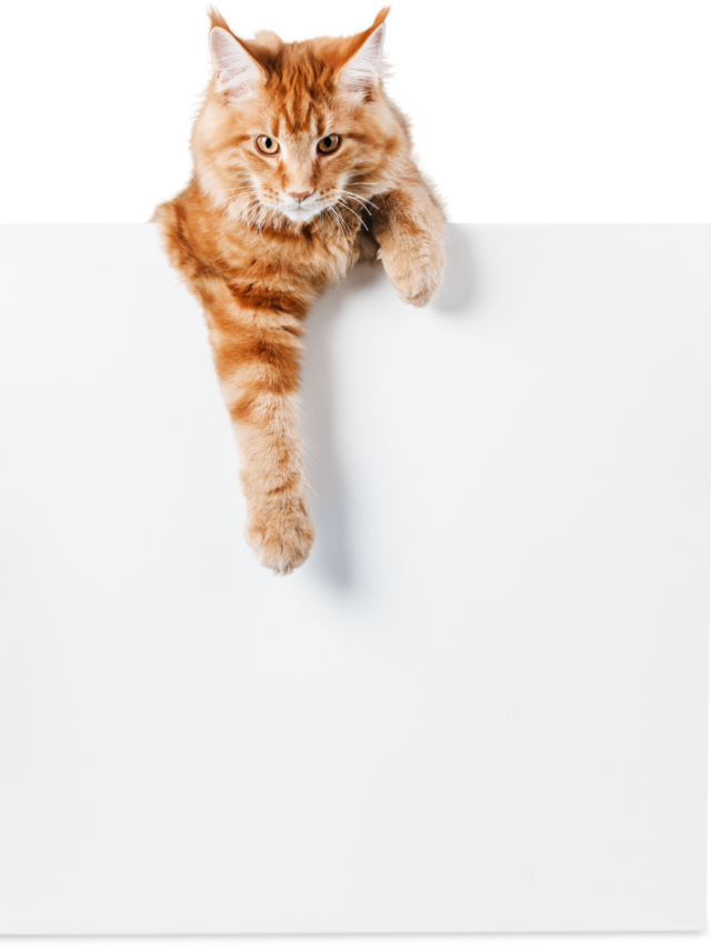 Uncovering the Hidden Dangers of Cat Food Allergies