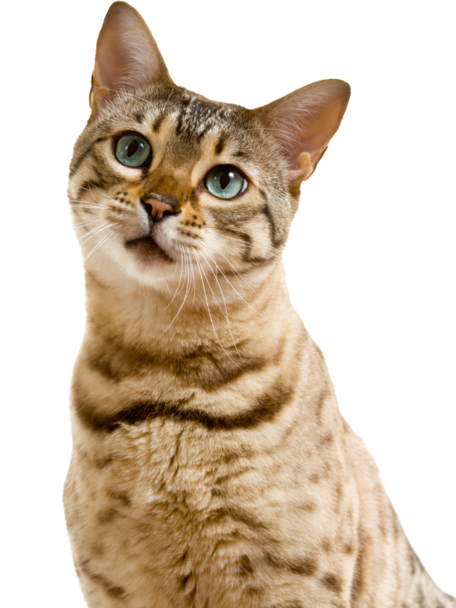 Are Cats Secretly Omnivores or True Carnivores?